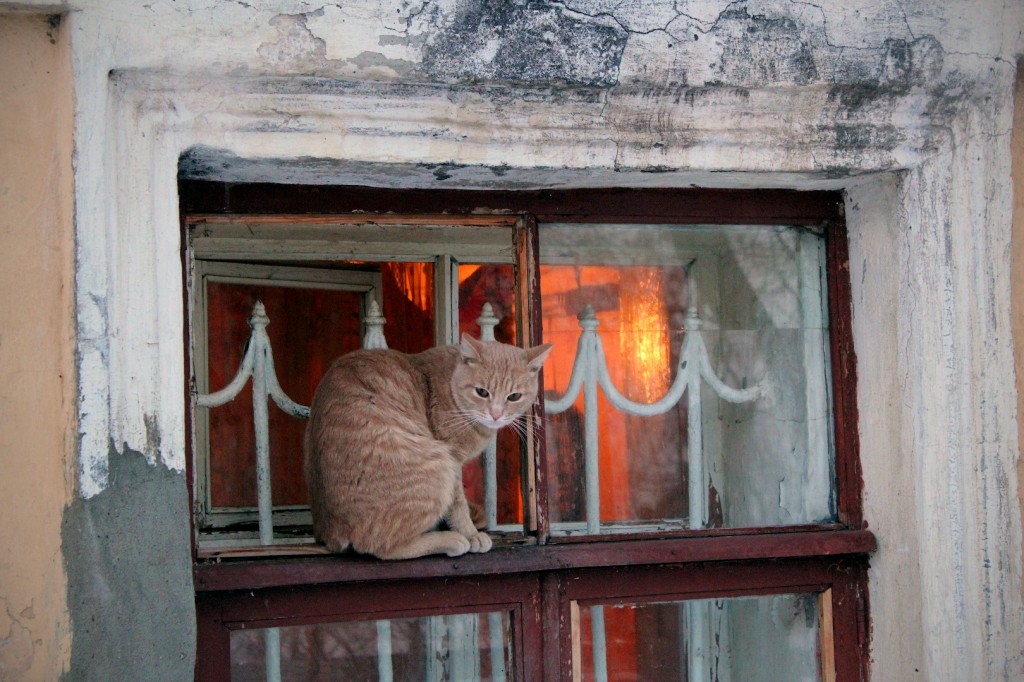 На окне дома романтика кошка-романтик )