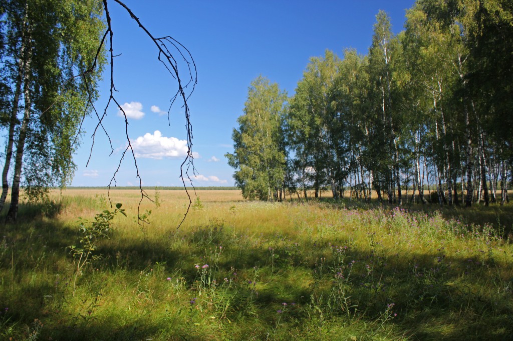 Русское поле и березы