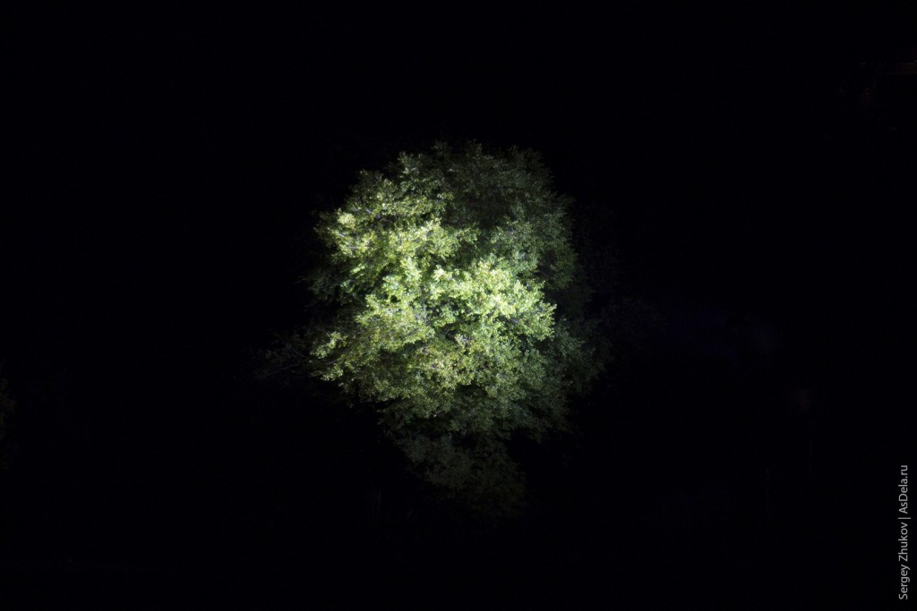 Дерево в ночи.